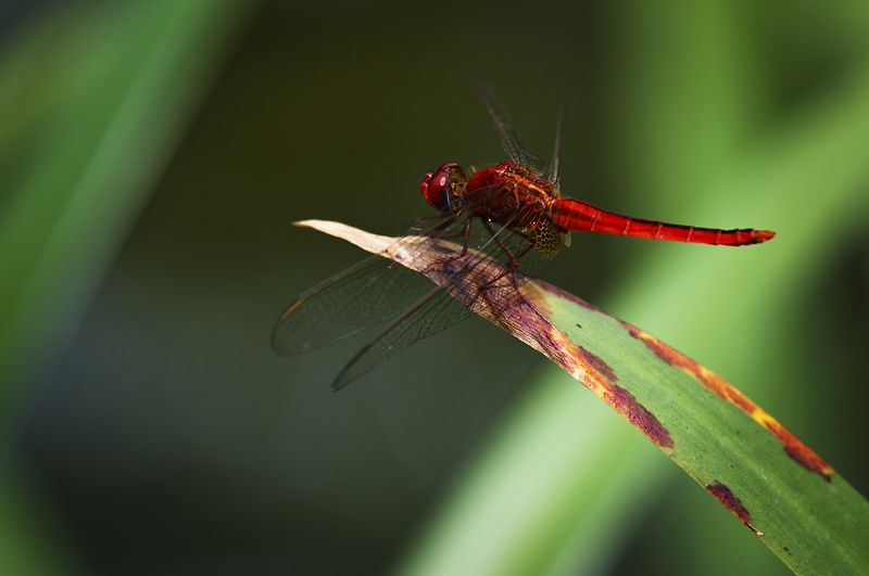Dragonfly 800px.jpg - Korentoja. Dragonflies.